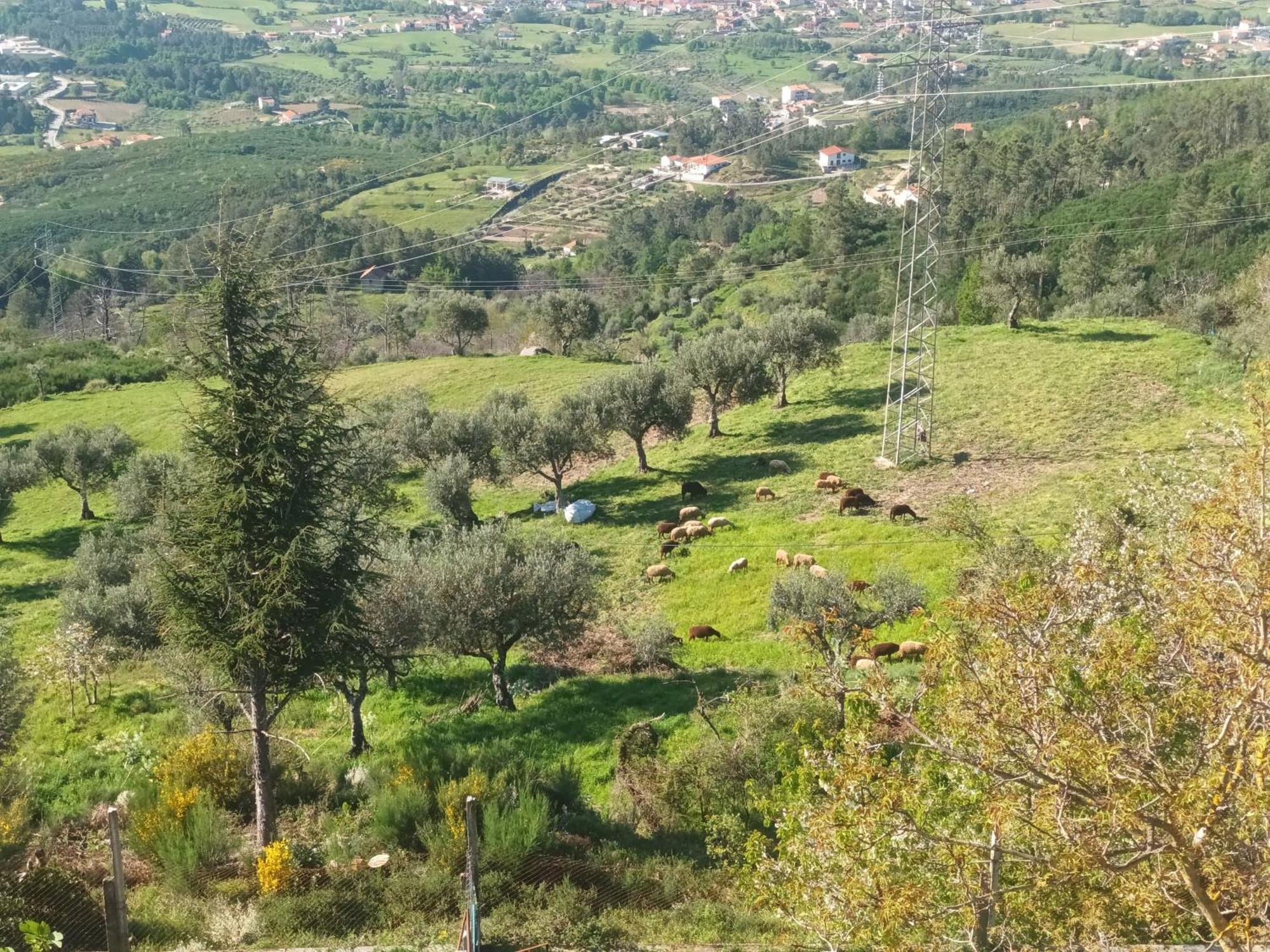 Casas Do Castelo Apartment Aldeia da Serra  ภายนอก รูปภาพ